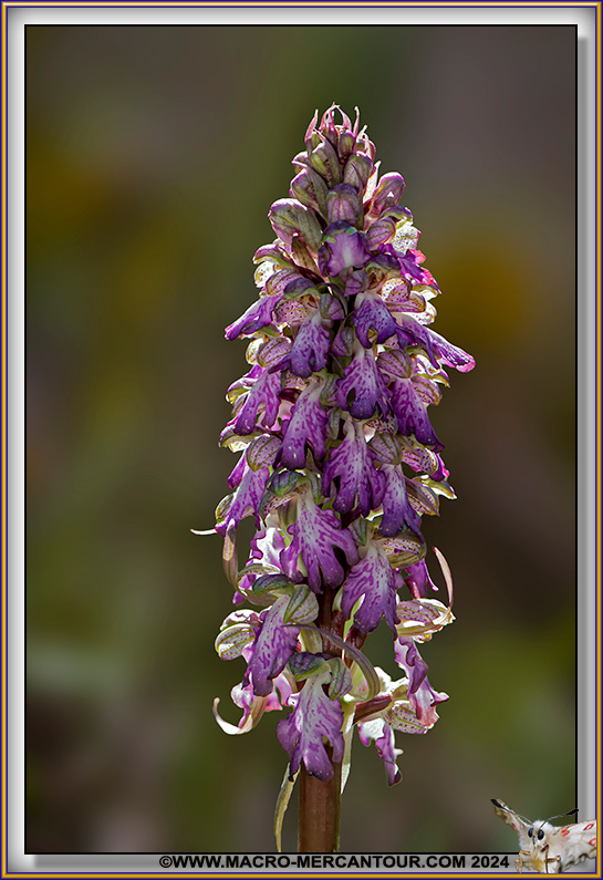 Orchis à longues bractées